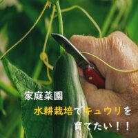 【家庭菜園】初心者が知りたいキュウリの育て方のポイント